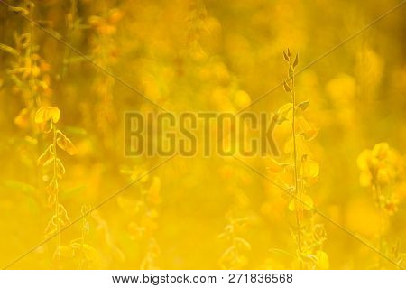 Sunhemp Or Crotalaria Juncea, The Yellow Flower Field Blooming On Sunny Day With Have Mountain Backg