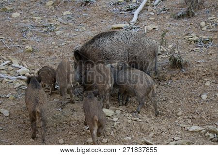 The wild boar (Sus scrofa), also known as the wild swine, Eurasian wild pig, or simply wild pig,is a
