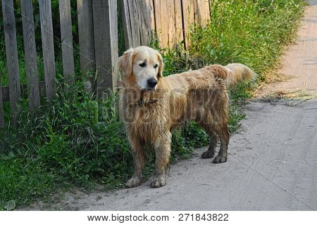 Fun Golden Retriever Dog After Bathing In The Mud.