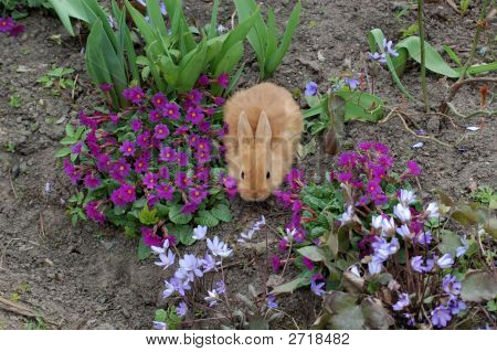 Rød kaniner blandt forårsblomster