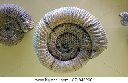 Closeup Of A Giant Prehistoric Fossil Ammonite
