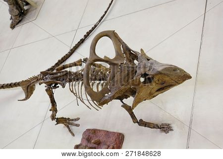 Skeleton Of The Protoceratops Quadpie Dinosaur. Paleontological Museum Moscow 2018 December 01