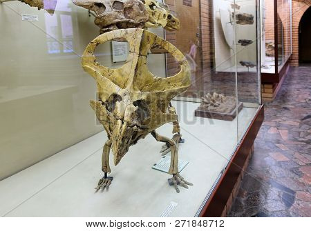 Skeleton Of The Protoceratops Quadpie Dinosaur. Paleontological Museum Moscow 2018 December 01