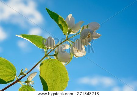 Spting Jasmine Branch On Blue Sky Background