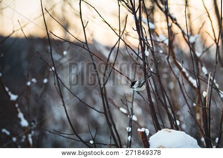 Image Of Cute Marsh Tit Bird Sitting On The Branch In The Winter Forest At Goldensunset