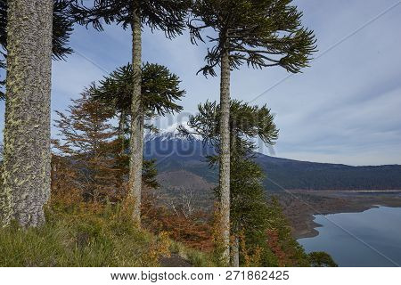 Snow Capped Peak Of Volcano Llaima (3125 Meters) In Conguillio National Park In Southern Chile. Arau