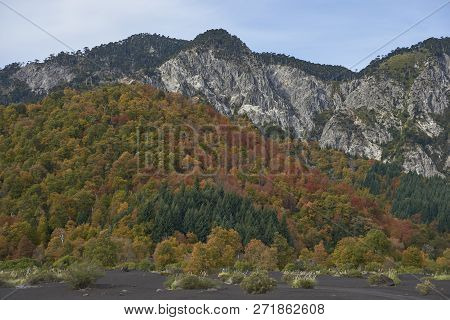 Autumn In Conguillio National Park In Southern Chile. Trees In Autumn Foliage In The Foreground; Eve