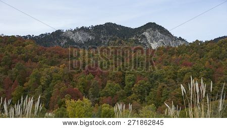Autumn In Conguillio National Park In Southern Chile. Trees In Autumn Foliage In The Foreground; Eve