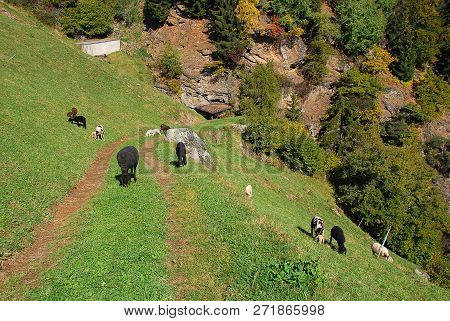 A Flock Of Sheeps Grazes On A Hiking Trail In The Mountains Of The Texel Group (meran, South Tyrol, 