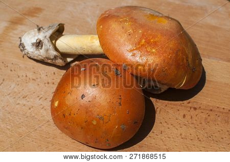 Raw Suillus Slippery Jack Picked Bolete Fungi Mushrooms Closeup On Wooden Board