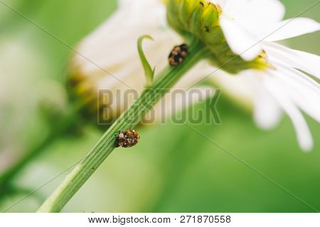 Small Anther Crawls On Stem Of Daisy In Macro. Spotted Brown Beetle On Stalk Of Romantic Flower With