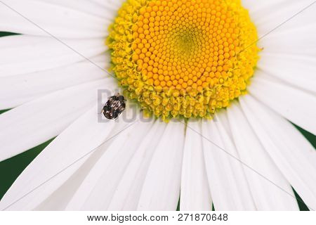 Small Anther Crawls On Big Daisy In Macro. Spotted Brown Beetle On Romantic Flower With Yellow Polle