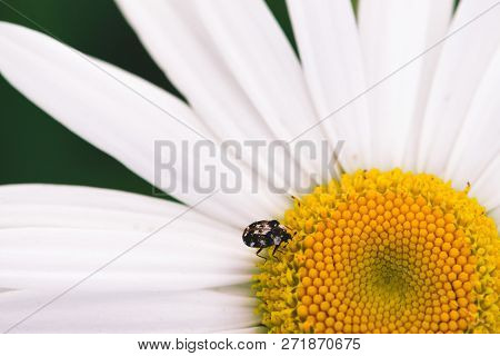 Small Anther Crawls On Big Daisy In Macro. Spotted Brown Beetle On Romantic Flower With Yellow Polle
