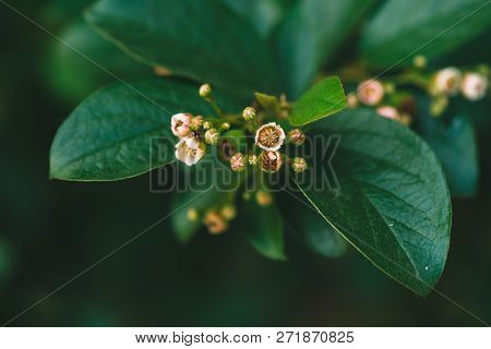 Young Buds Of Cotoneaster Lucidus In Macro On Background Of Rich Green Leaves In Shadow With Copy Sp