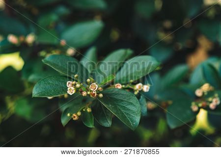 Young Buds Of Cotoneaster Lucidus Close Up On Background Of Rich Green Leaves In Shadow With Copy Sp