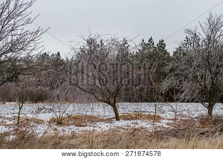Tavrian Steppe Covered With Ice.