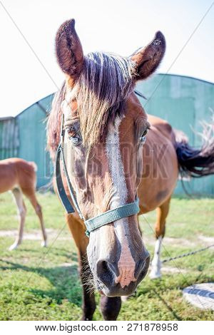 Red Horse Close-up Head On Farm Countryside
