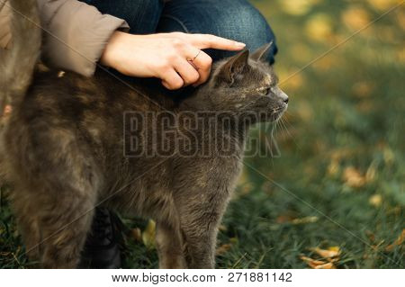 Girl Strokes A Stray Gray Beautiful Temperamental Cat On The Grass.