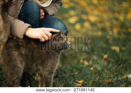 Girl Strokes A Stray Gray Beautiful Temperamental Cat On The Grass.