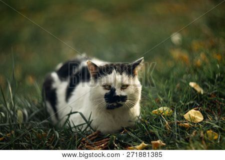 Temperamental Homeless Cross-eyed Squint Spotty Cat Looks At You In On Green Grass