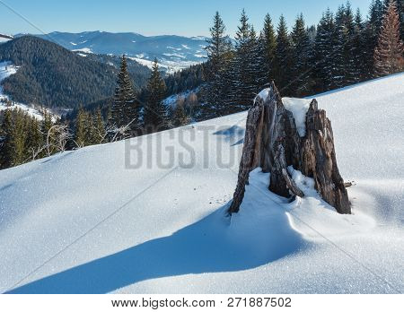 Winter  Morning Picturesque Mountain Hill  Snow Covered And Some Withered Windbreak Trees And Stump 