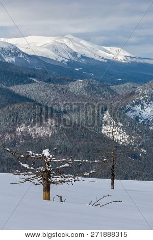 Picturesque Winter Mountain View From Skupova Mountain Slope With Some Withered Windbreak Trees. Ukr