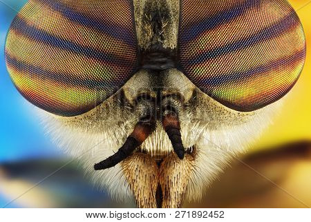 Extreme Macro Portrait Of A Horsefly Taken With Two Lenses As One Lens, Stacked From Many Shots Into