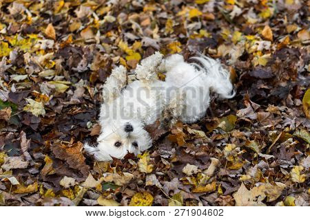 Cute Small White Dog Rolling In Mud And Fall Leaves
