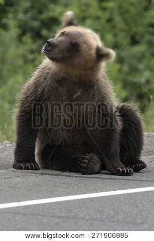 Young Kamchatka Brown Bear Waving Its Head Scaring Mosquitoes, Sits On Side Of Asphalt Road. Blur, W