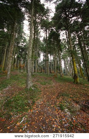 Forest In Autumn With Color Changing Leavesn