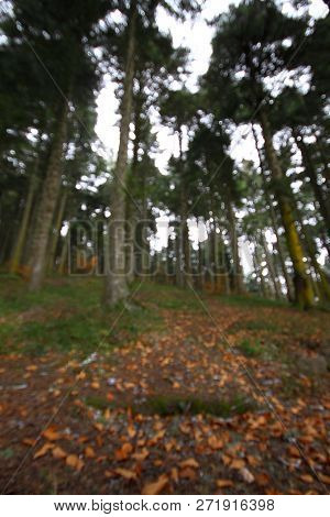 Forest In Autumn With Color Changing Leavesn