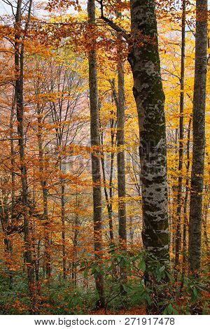 Forest In Autumn With Color Changing Leavesn