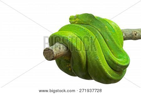 Green Tree Python Coiled Around A Branch Isolated On White Background With Clipping Path