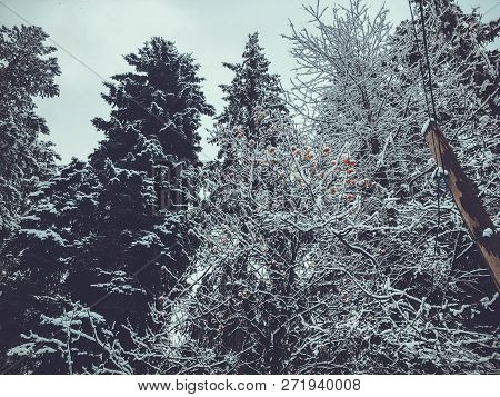 Caucasus Mountains Georgia Ski Resort In Bakuriani. Beautiful View Of The Snowy Landscape. The Begin