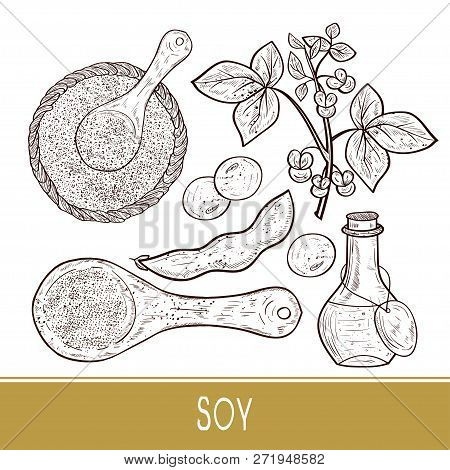 Soy. Plant Stem, Leaves, Flowers, Fruit. Bottle, Scoop, Powder, Sauce. Set. Monophonic. Sketch.