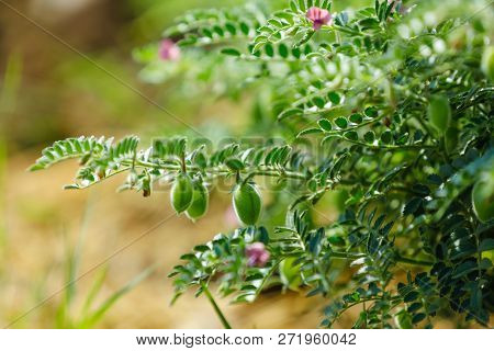 Fresh Green Chickpeas Field , Chick Peas Also Known As Harbara Or Harbhara In Hindi And Cicer Is Sci