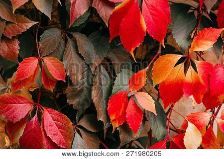 Background Of Red And Green Virginia Creeper Known As Five-leaved Ivy On The Wall.