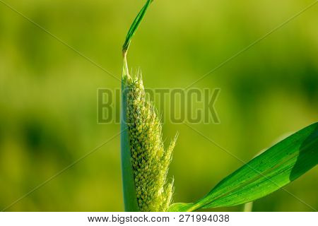 Fresh Jowar Grain Field  Cultivating In India