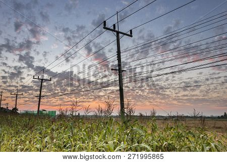 The Corn Field Was Planted On The Side Of The Road, The Corn Field Under The Electric Pole.