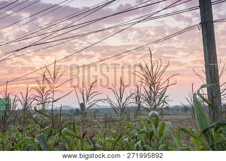 The Corn Field Was Planted On The Side Of The Road, The Corn Field Under The Electric Pole.
