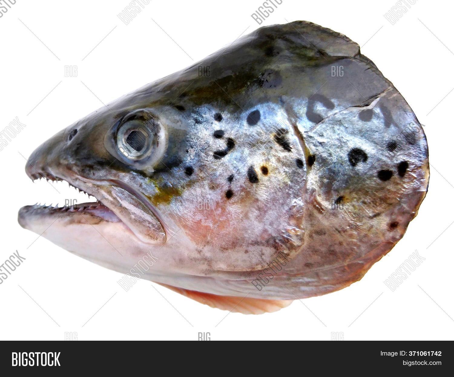 Salmon Fish Head Cut Image & Photo (Free Trial) Bigstock