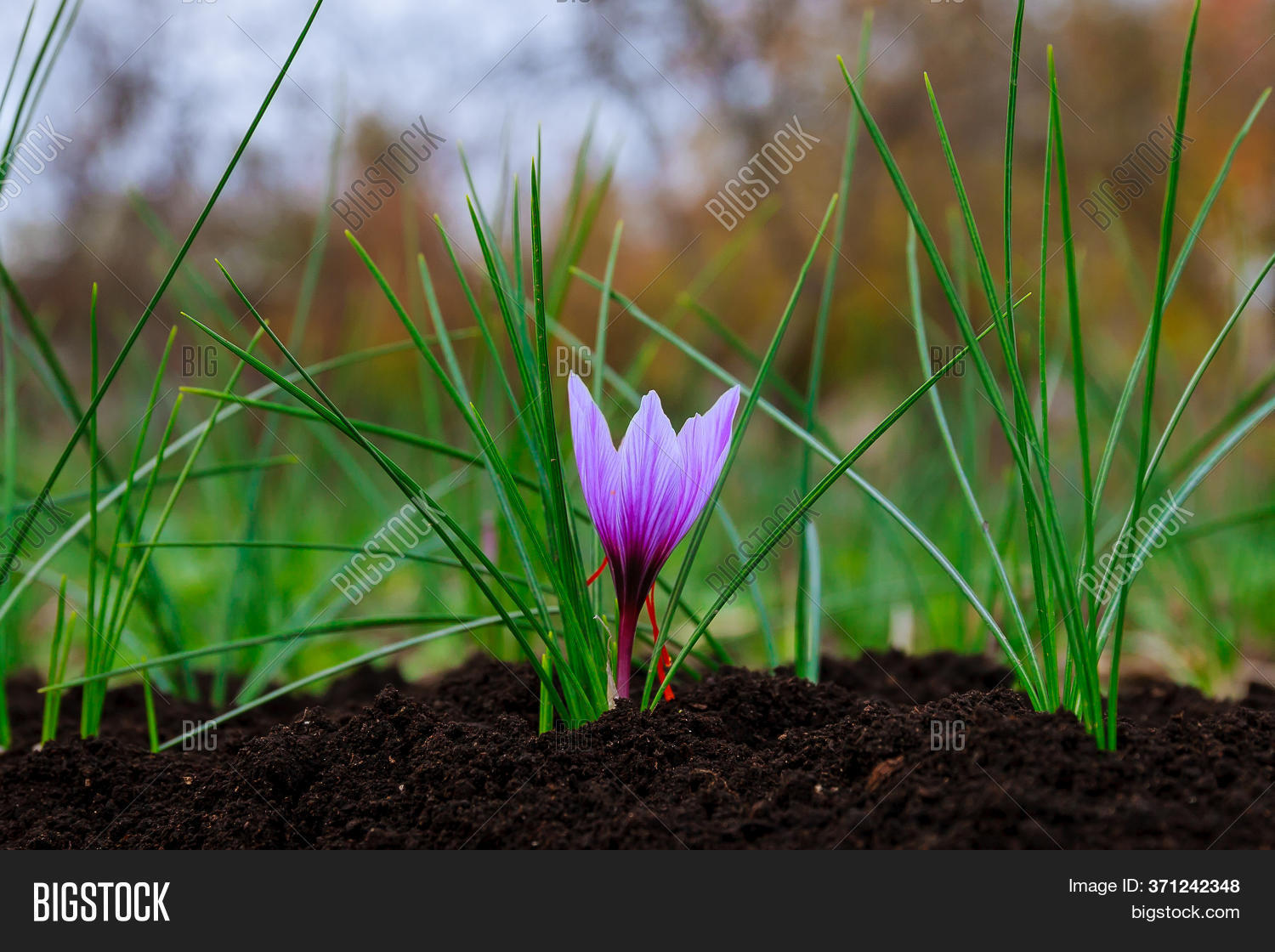 Saffron Flowering. Image & Photo (Free Trial) Bigstock
