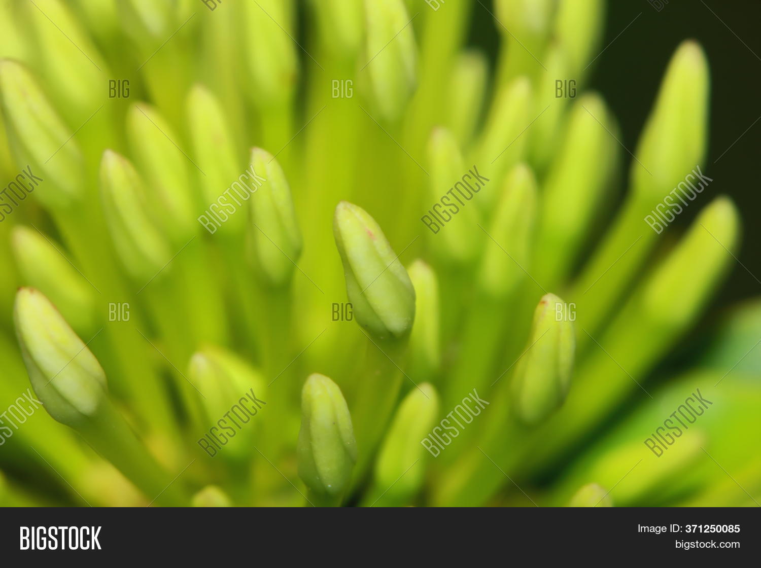Needle Flower Garden Image & Photo (Free Trial) Bigstock