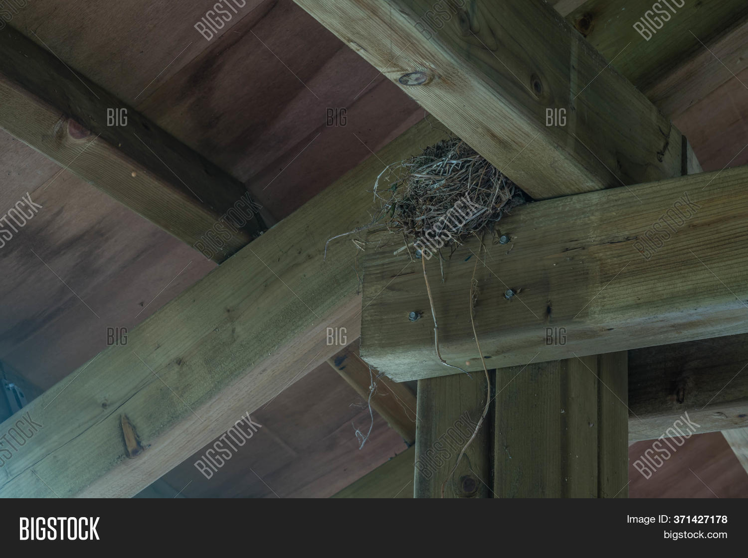 Bird Nest Rafter Image & Photo (Free Trial) Bigstock