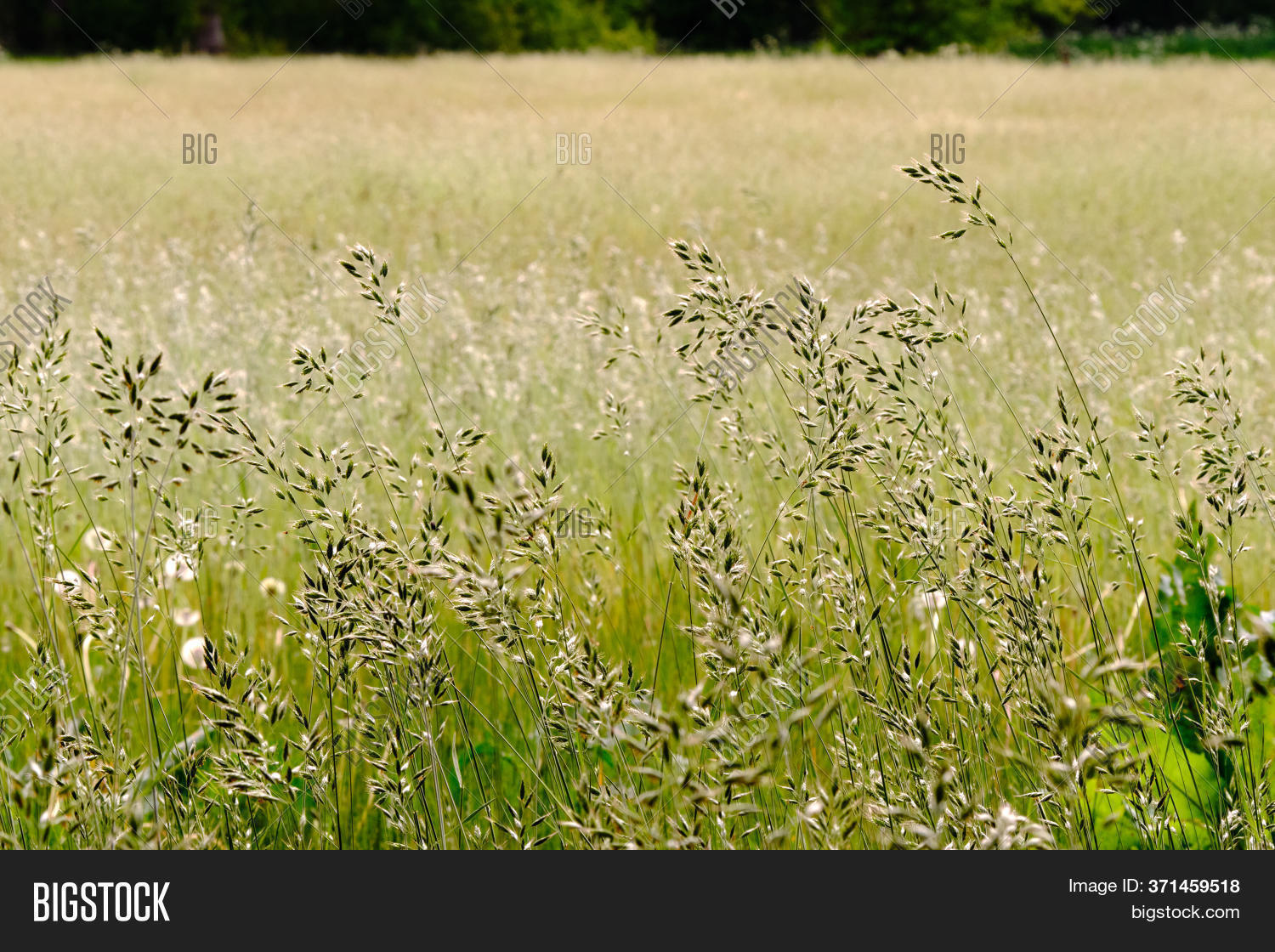 Hay Fever Season. Image & Photo (Free Trial) Bigstock