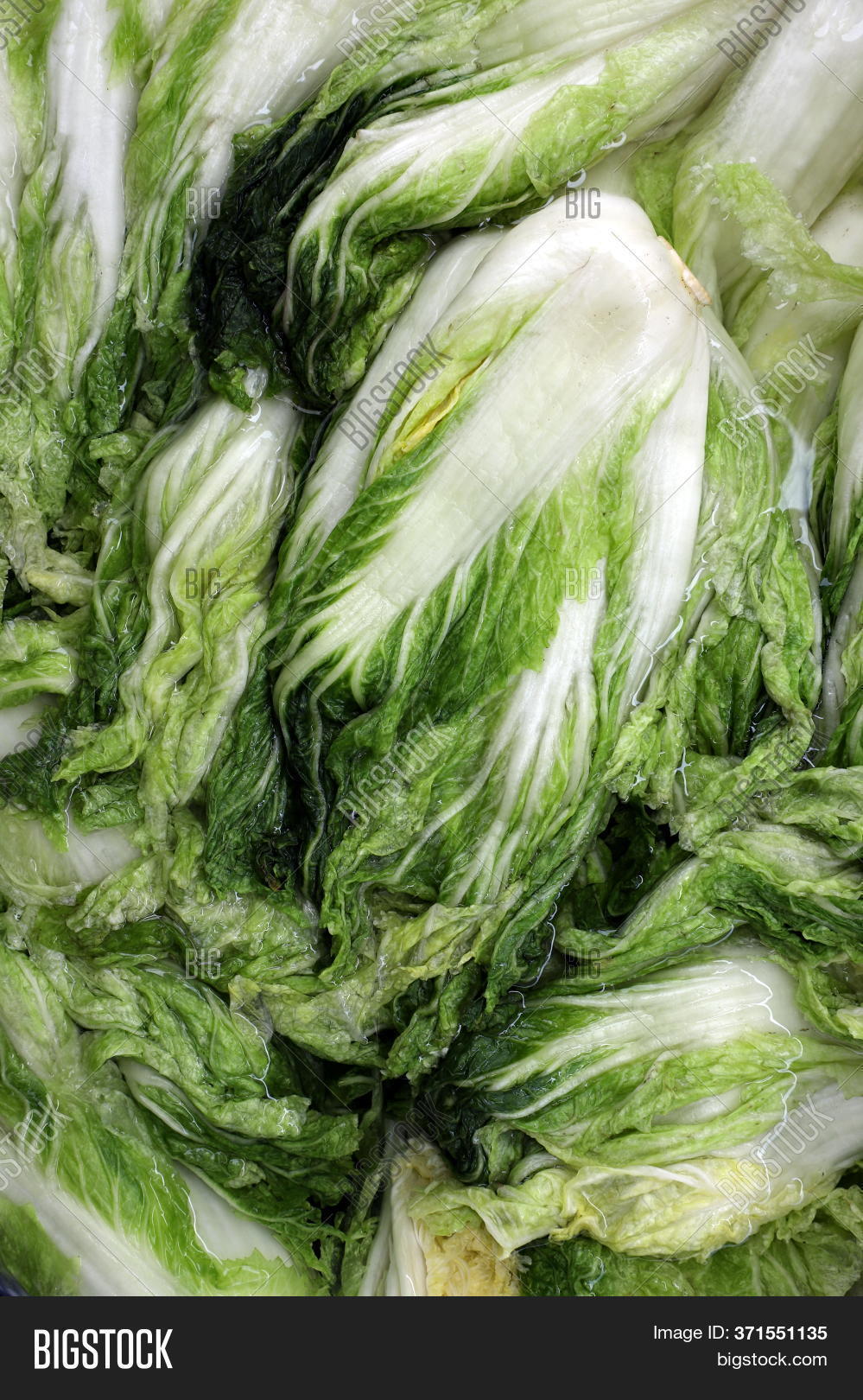 Cabbage Soaked Brine Image & Photo (Free Trial) Bigstock