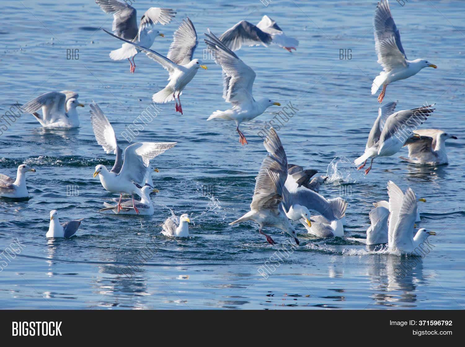 Flock Seagulls Dive Image & Photo (Free Trial) Bigstock
