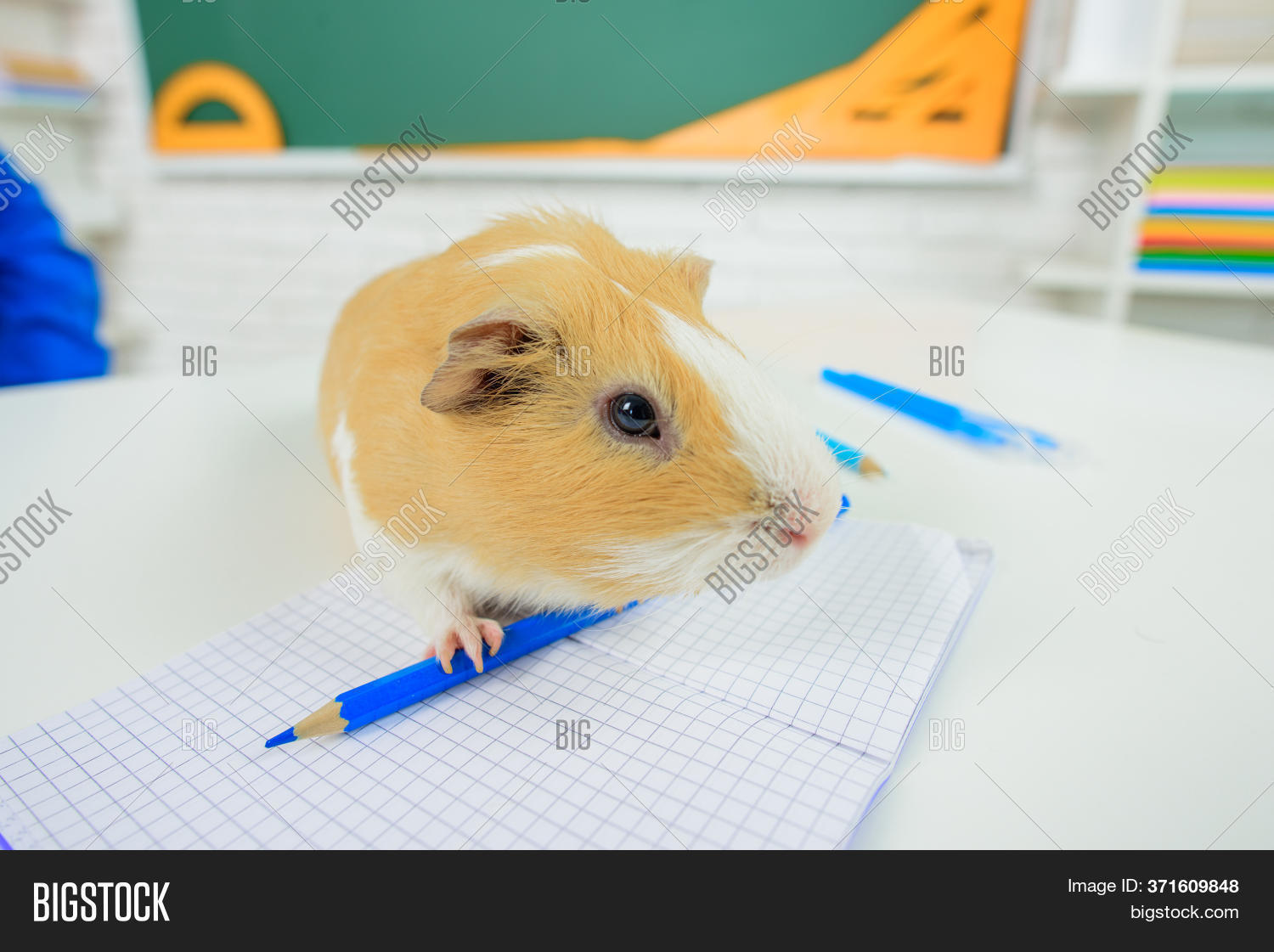 Back School. Zoology. Image & Photo (Free Trial) Bigstock