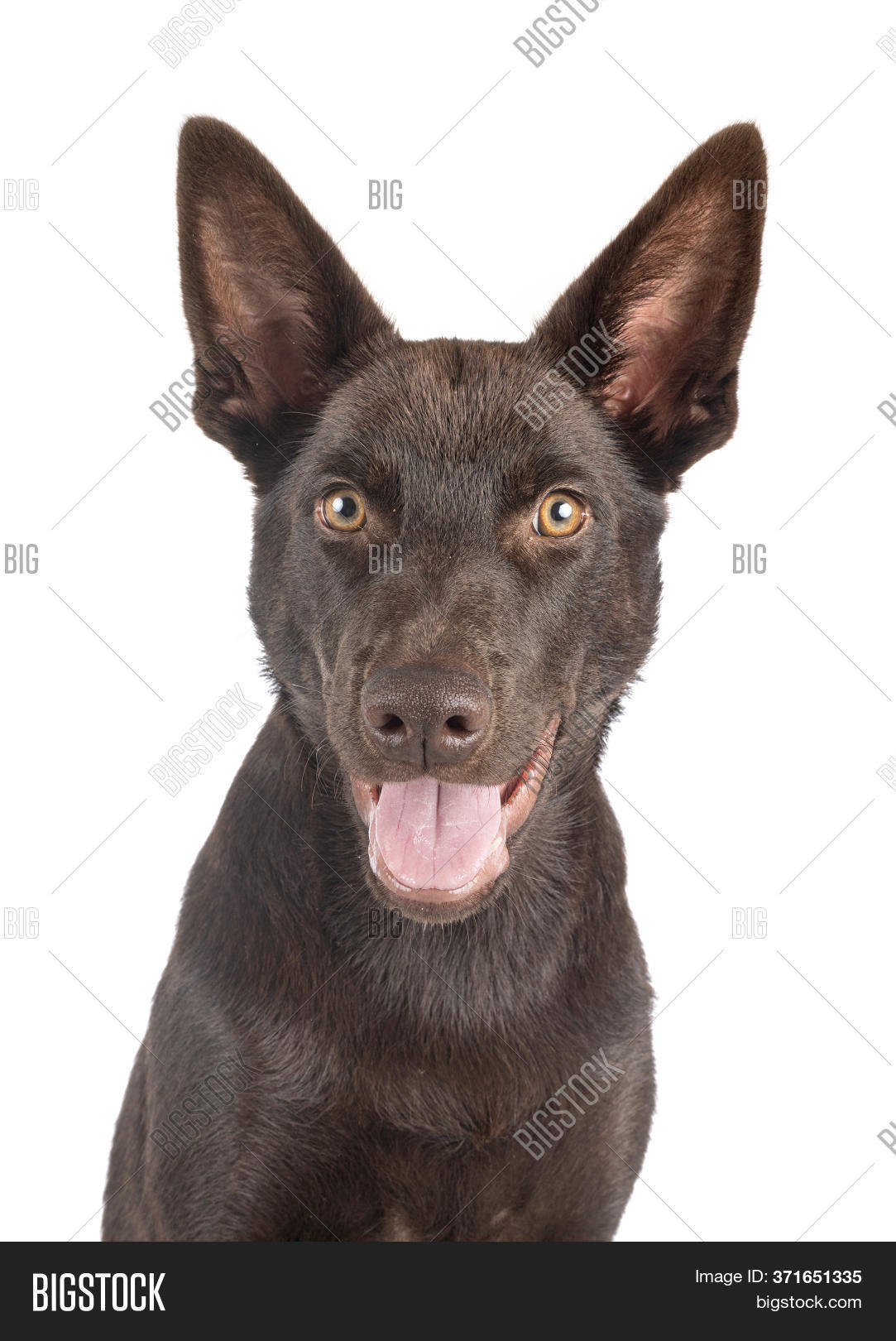 Australian Kelpie Image Photo Free Trial Bigstock