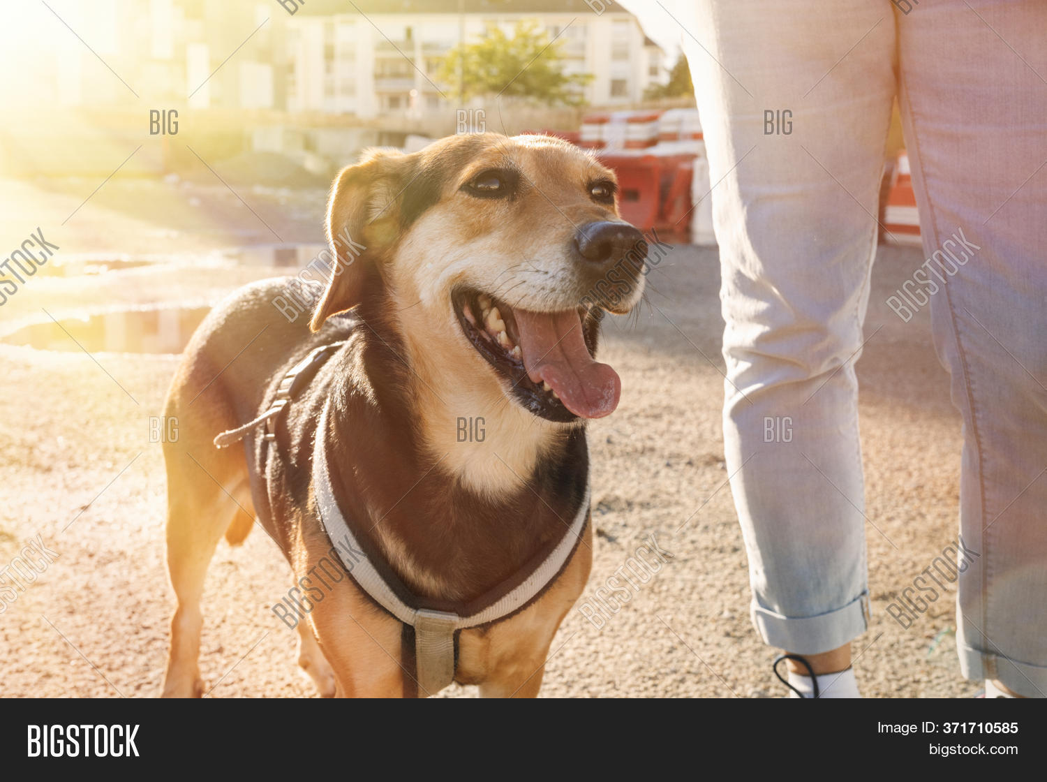 Dog Walking, Companion Image & Photo (Free Trial) Bigstock